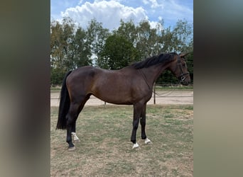 KWPN, Stute, 4 Jahre, 174 cm, Dunkelbrauner
