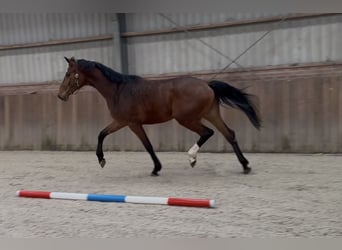 KWPN, Stute, 4 Jahre, 175 cm, Brauner