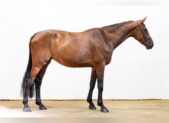 KWPN, Stute, 4 Jahre, 175 cm, Brauner