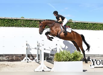 KWPN, Stute, 4 Jahre, 175 cm, Brauner