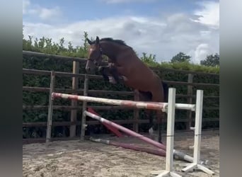 KWPN, Stute, 4 Jahre, 175 cm, Brauner