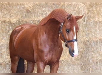 KWPN, Stute, 4 Jahre, 175 cm, Dunkelfuchs