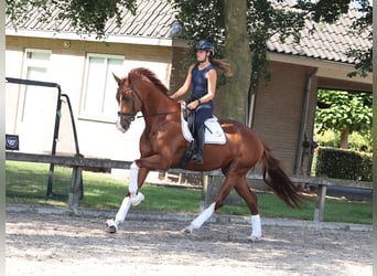 KWPN, Stute, 4 Jahre, 175 cm, Dunkelfuchs