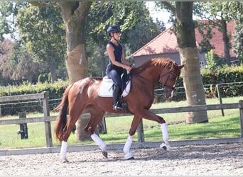 KWPN, Stute, 4 Jahre, 175 cm, Dunkelfuchs