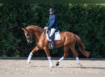 KWPN, Stute, 4 Jahre, 176 cm, Fuchs