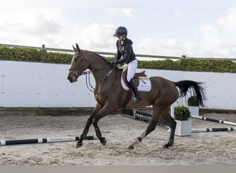 KWPN, Stute, 4 Jahre, 176 cm