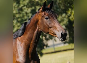 KWPN, Stute, 4 Jahre, 178 cm, Dunkelbrauner
