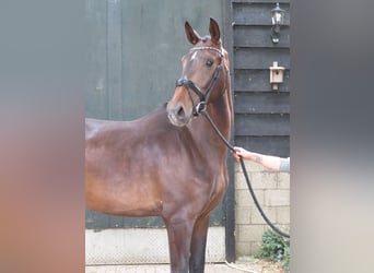 KWPN, Stute, 4 Jahre, 180 cm, Dunkelbrauner