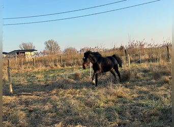 KWPN, Stute, 4 Jahre, Brauner