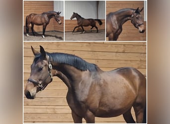 KWPN, Stute, 4 Jahre, Brauner