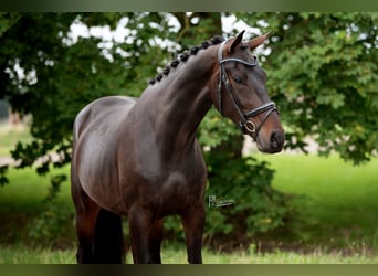 KWPN, Stute, 4 Jahre, Brauner