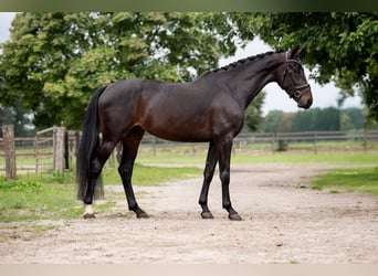 KWPN, Stute, 4 Jahre, Brauner