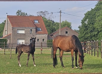 KWPN, Stute, 4 Jahre, Brauner