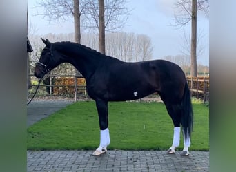 KWPN, Stute, 4 Jahre, Dunkelbrauner