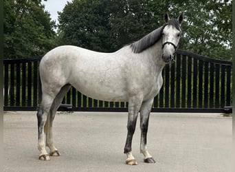 KWPN, Stute, 4 Jahre, Schimmel