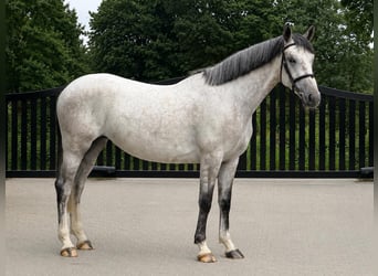 KWPN, Stute, 4 Jahre, Schimmel