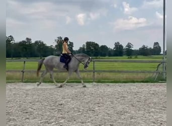 KWPN, Stute, 4 Jahre, Schimmel KWPN, Stute, 4 Jahre, Schimmel