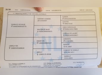 KWPN, Stute, 4 Jahre