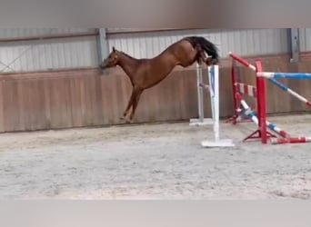 KWPN, Stute, 5 Jahre, 147 cm, Brauner