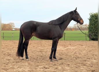KWPN, Stute, 5 Jahre, 157 cm, Brauner