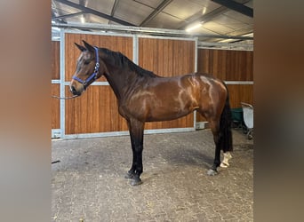 KWPN, Stute, 5 Jahre, 158 cm, Brauner