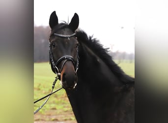 KWPN, Stute, 5 Jahre, 158 cm, Rappe