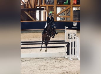 KWPN, Stute, 5 Jahre, 160 cm, Dunkelbrauner