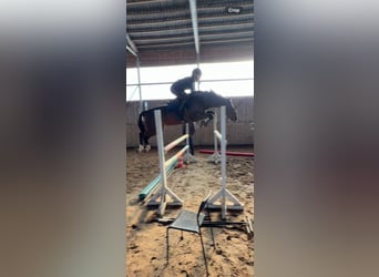 KWPN, Stute, 5 Jahre, 160 cm, Dunkelbrauner