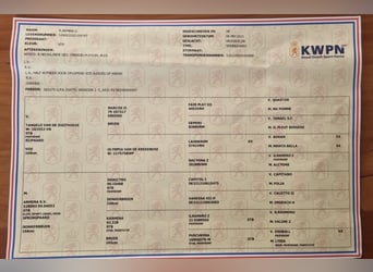 KWPN, Stute, 5 Jahre, 160 cm, Fuchs