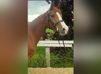 KWPN, Stute, 5 Jahre, 160 cm, Fuchs