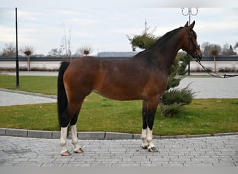 KWPN, Stute, 5 Jahre, 160 cm, Rotbrauner