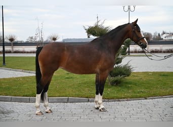 KWPN, Stute, 5 Jahre, 160 cm, Rotbrauner