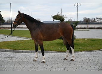 KWPN, Stute, 5 Jahre, 160 cm, Rotbrauner