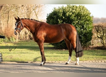 KWPN, Stute, 5 Jahre, 161 cm, Brauner