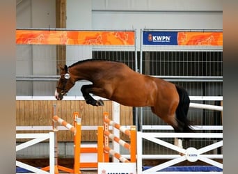 KWPN, Stute, 5 Jahre, 161 cm, Brauner