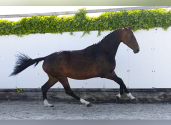KWPN, Stute, 5 Jahre, 161 cm, Brauner