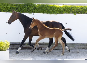 KWPN, Stute, 5 Jahre, 161 cm, Brauner