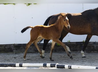 KWPN, Stute, 5 Jahre, 161 cm, Brauner