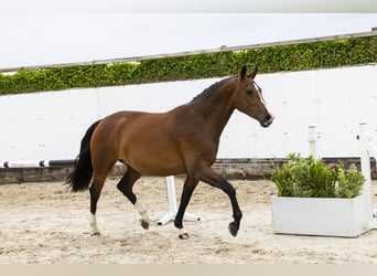 KWPN, Stute, 5 Jahre, 161 cm, Brauner