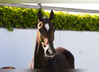 KWPN, Stute, 5 Jahre, 161 cm, Brauner