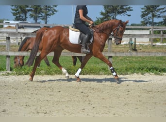 KWPN, Stute, 5 Jahre, 161 cm, Fuchs
