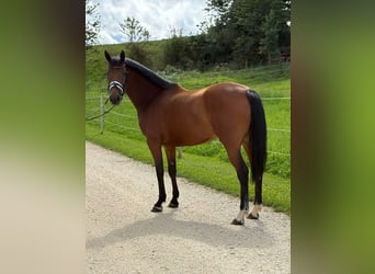 KWPN, Stute, 5 Jahre, 162 cm, Brauner