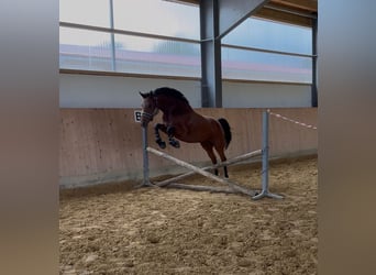 KWPN, Stute, 5 Jahre, 162 cm, Brauner