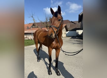 KWPN, Stute, 5 Jahre, 162 cm, Brauner