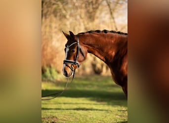 KWPN, Stute, 5 Jahre, 162 cm, Brauner