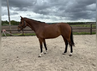 KWPN, Stute, 5 Jahre, 162 cm, Brauner