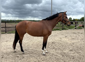 KWPN, Stute, 5 Jahre, 162 cm, Brauner