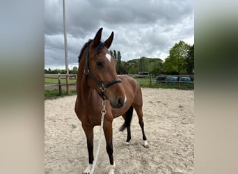 KWPN, Stute, 5 Jahre, 162 cm, Brauner