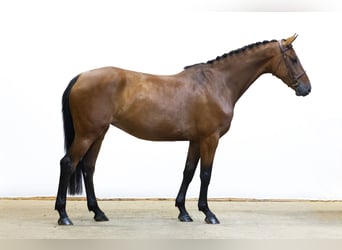 KWPN, Stute, 5 Jahre, 162 cm, Brauner