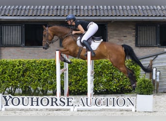 KWPN, Stute, 5 Jahre, 162 cm, Brauner